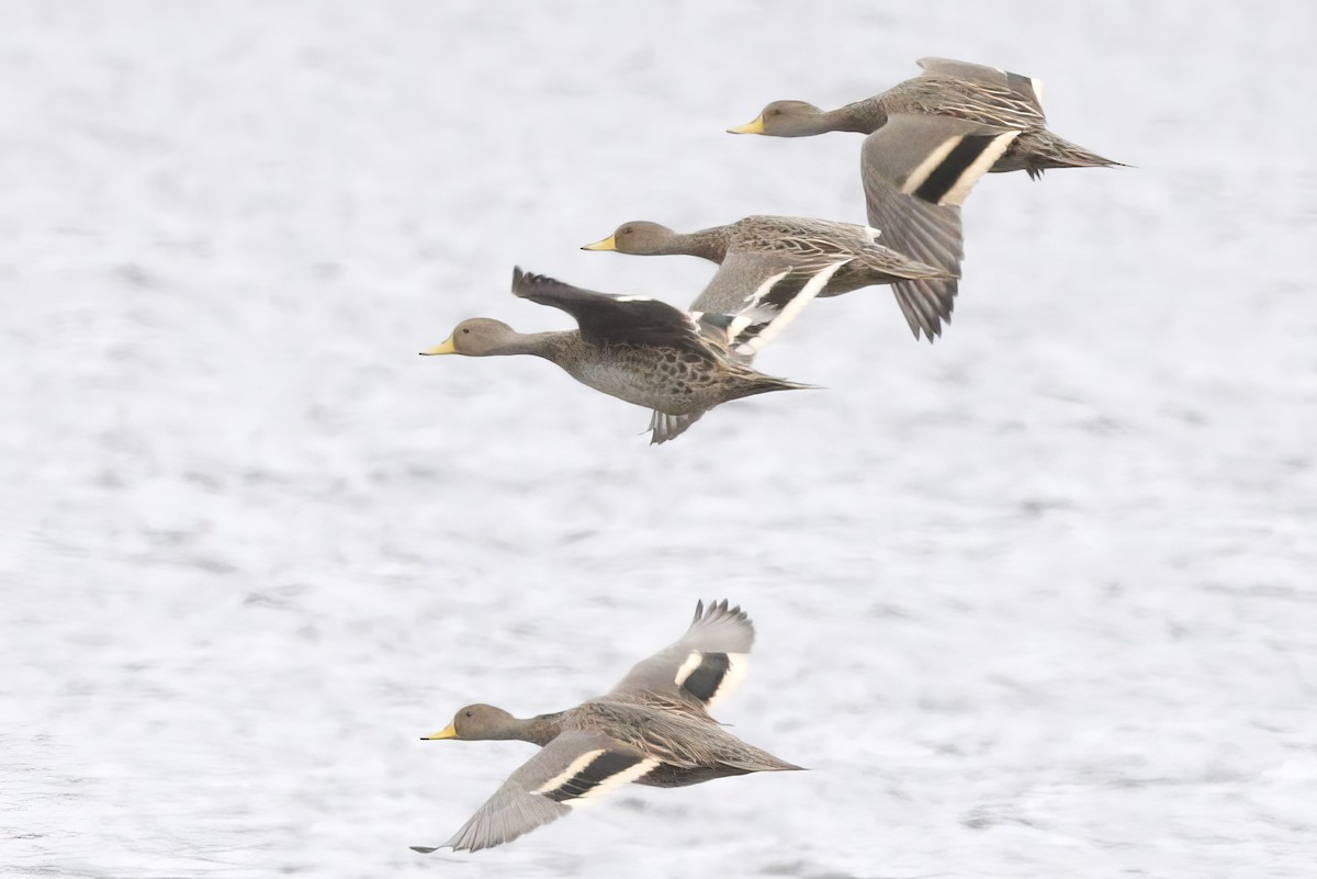 Yellow-billed Pintail - Jun Tsuchiya