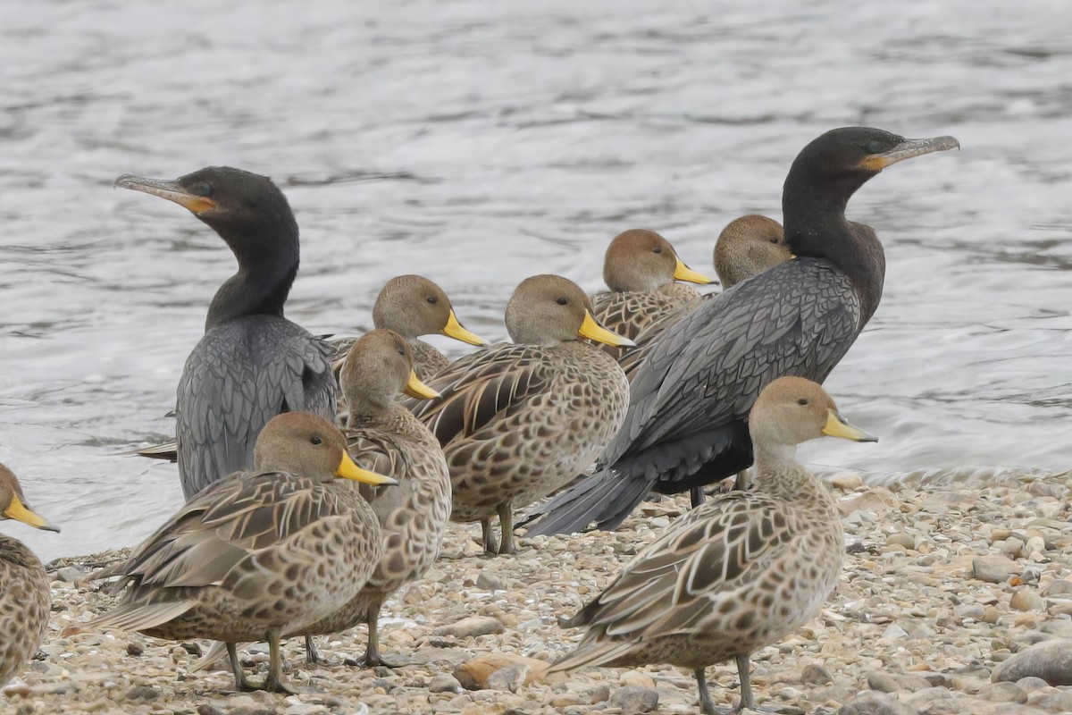 Neotropic Cormorant - Jun Tsuchiya