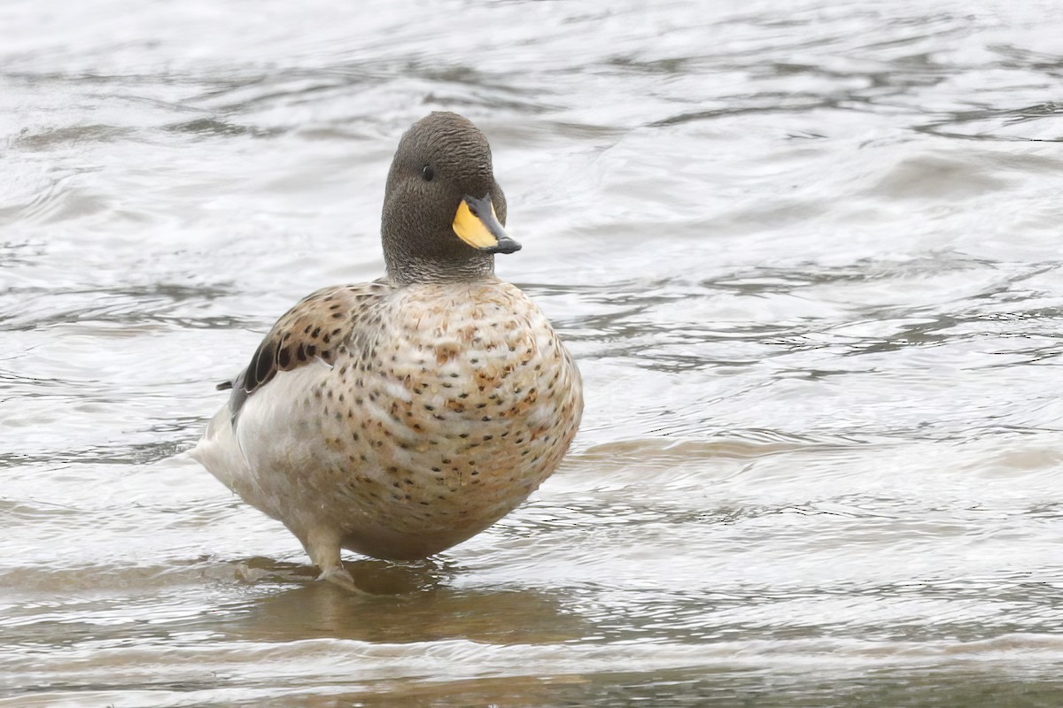 Yellow-billed Teal - Jun Tsuchiya