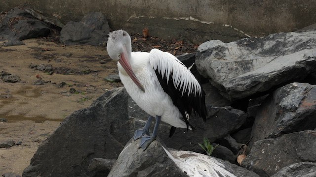 Australian Pelican - ML612134604