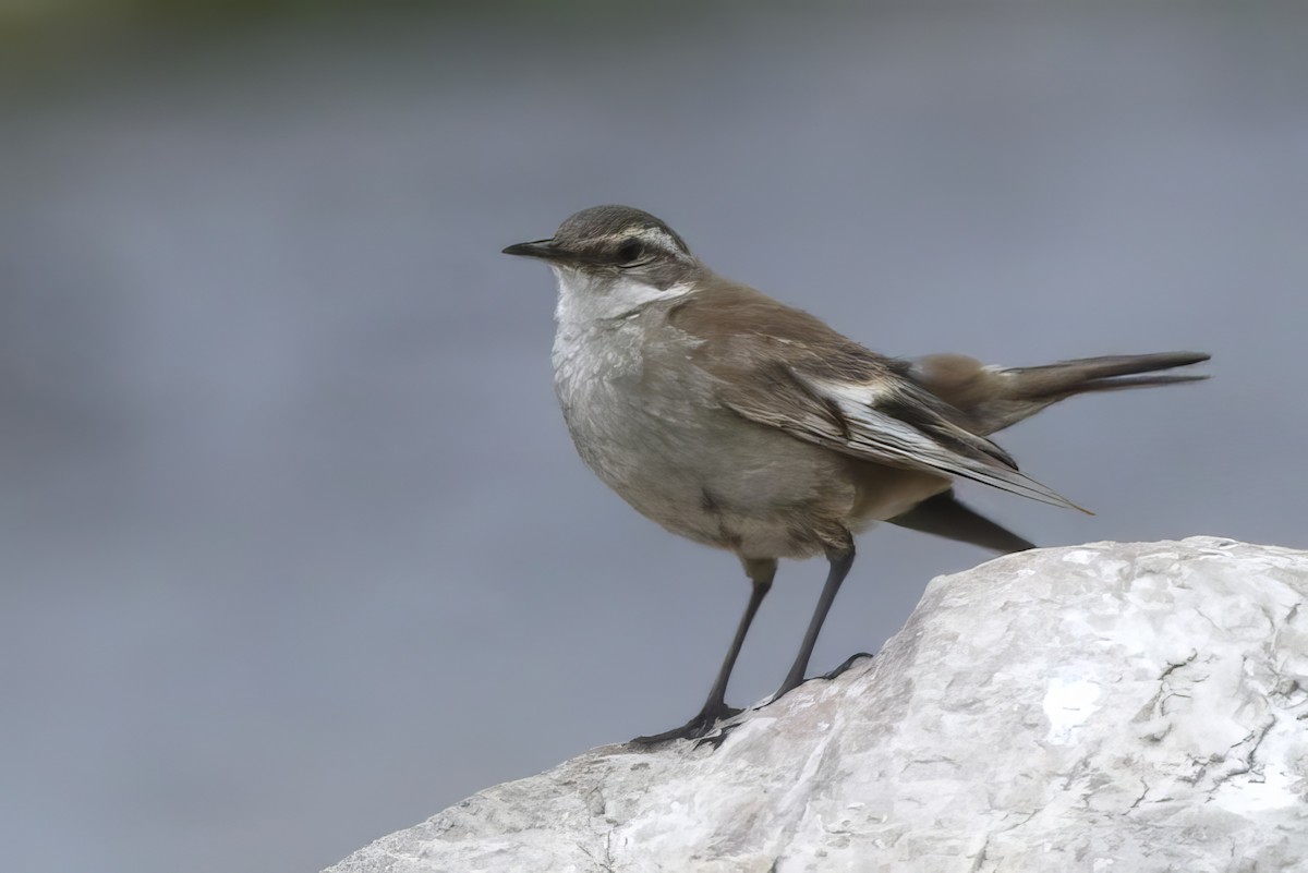 Cream-winged Cinclodes - Jun Tsuchiya