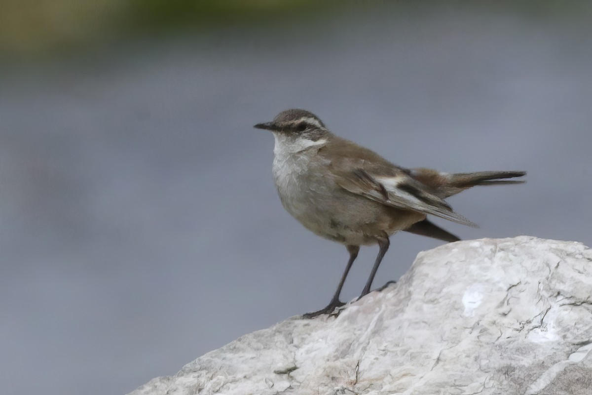 Cream-winged Cinclodes - Jun Tsuchiya