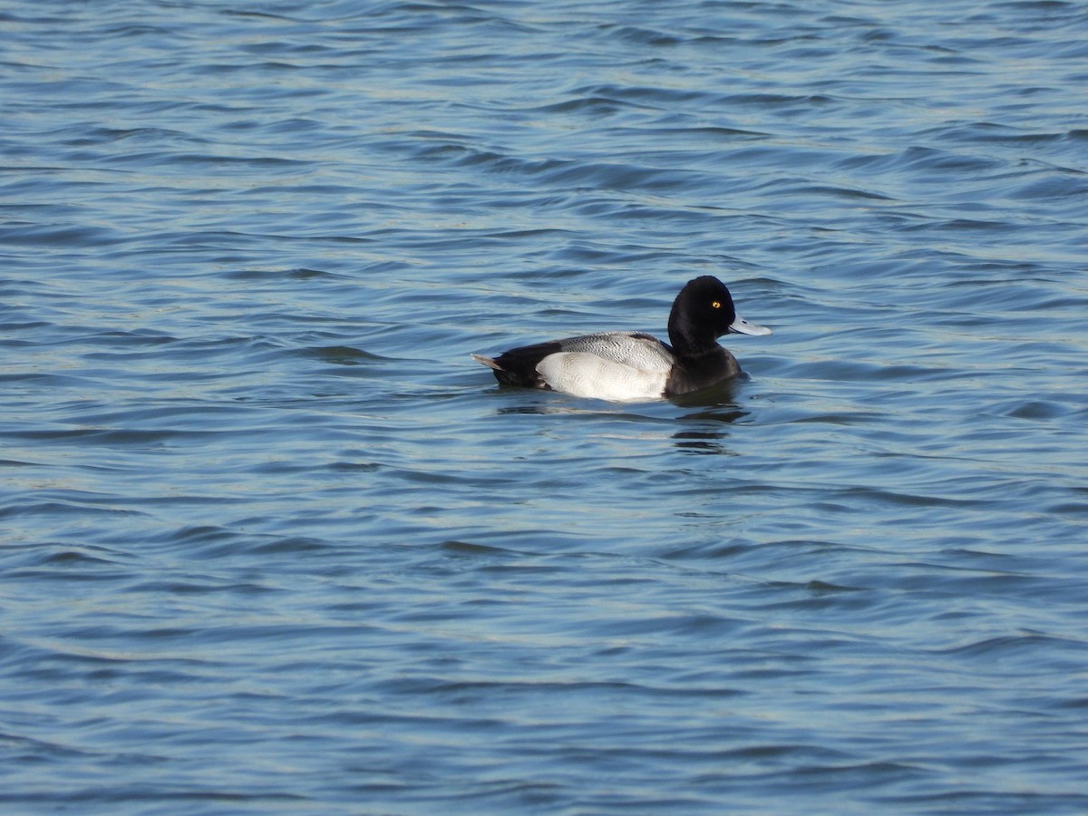 Greater Scaup - ML612134670