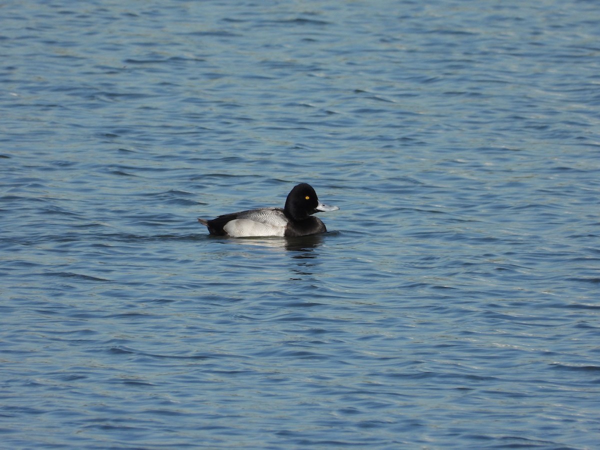 Greater Scaup - ML612134671