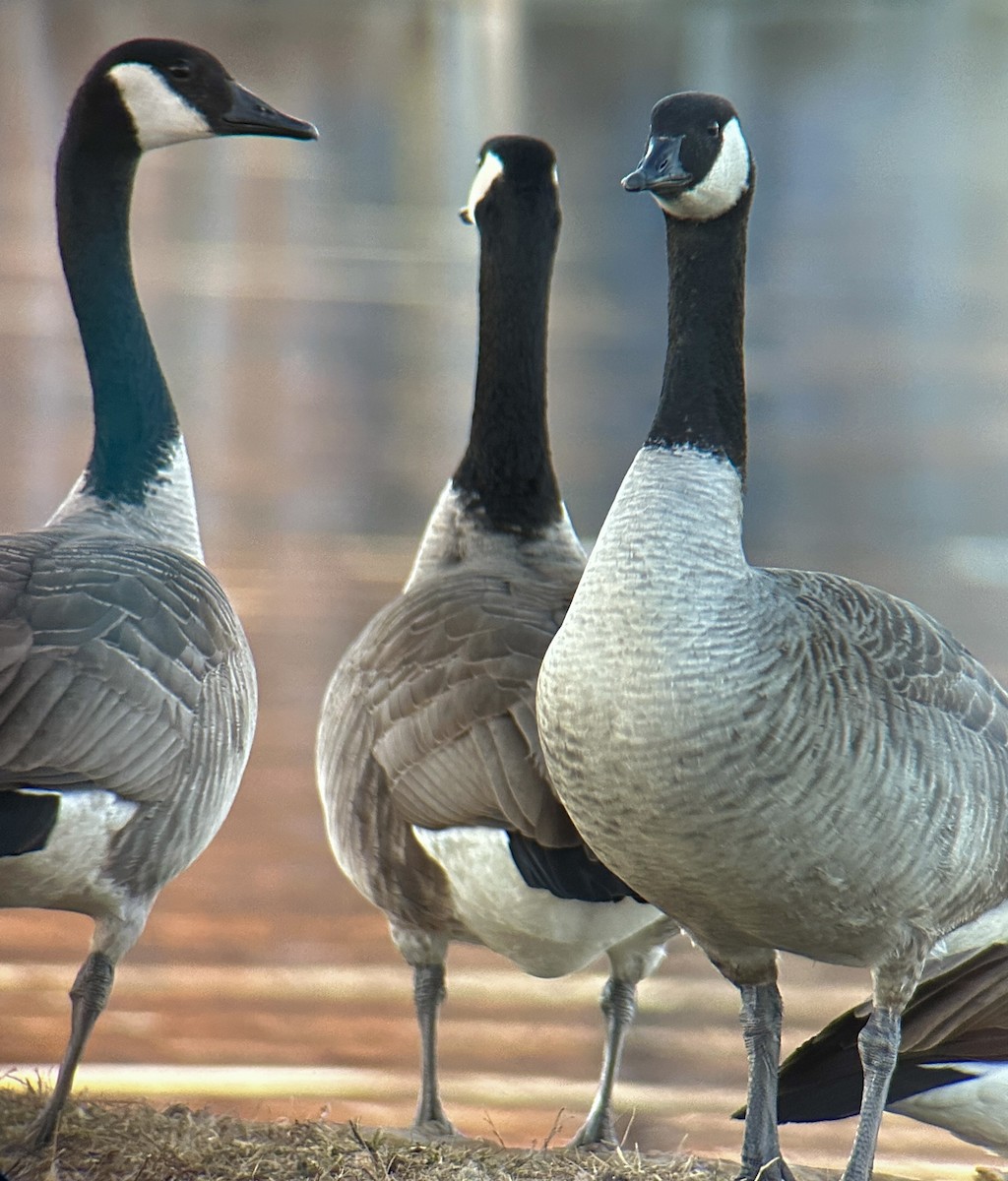 Canada Goose - ML612134742