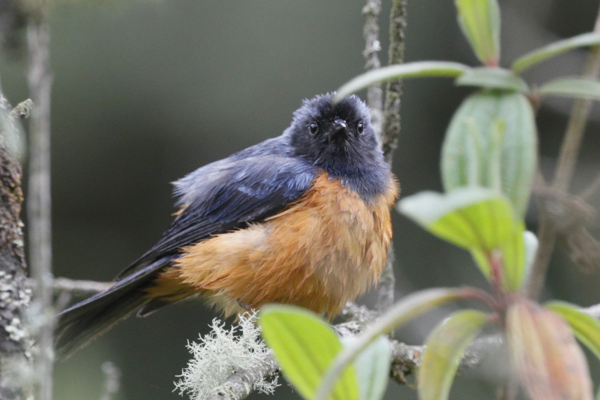 Blue-backed Conebill - ML612134755