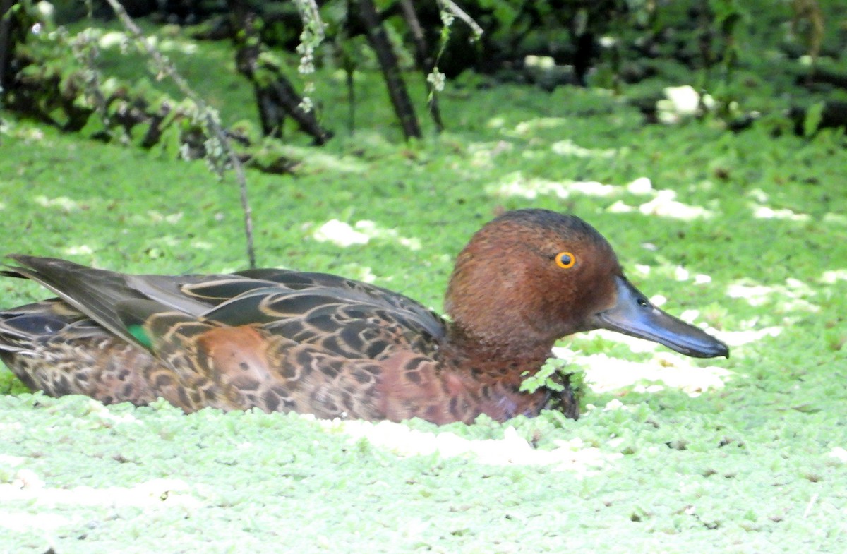 Cinnamon Teal - ML612134785