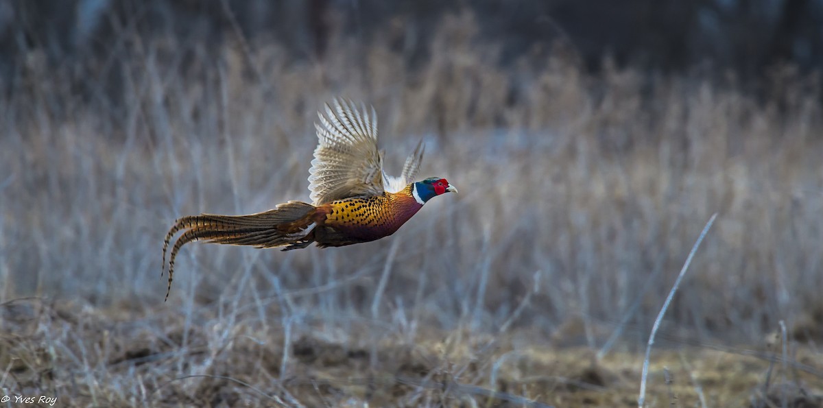 Ring-necked Pheasant - ML61213491