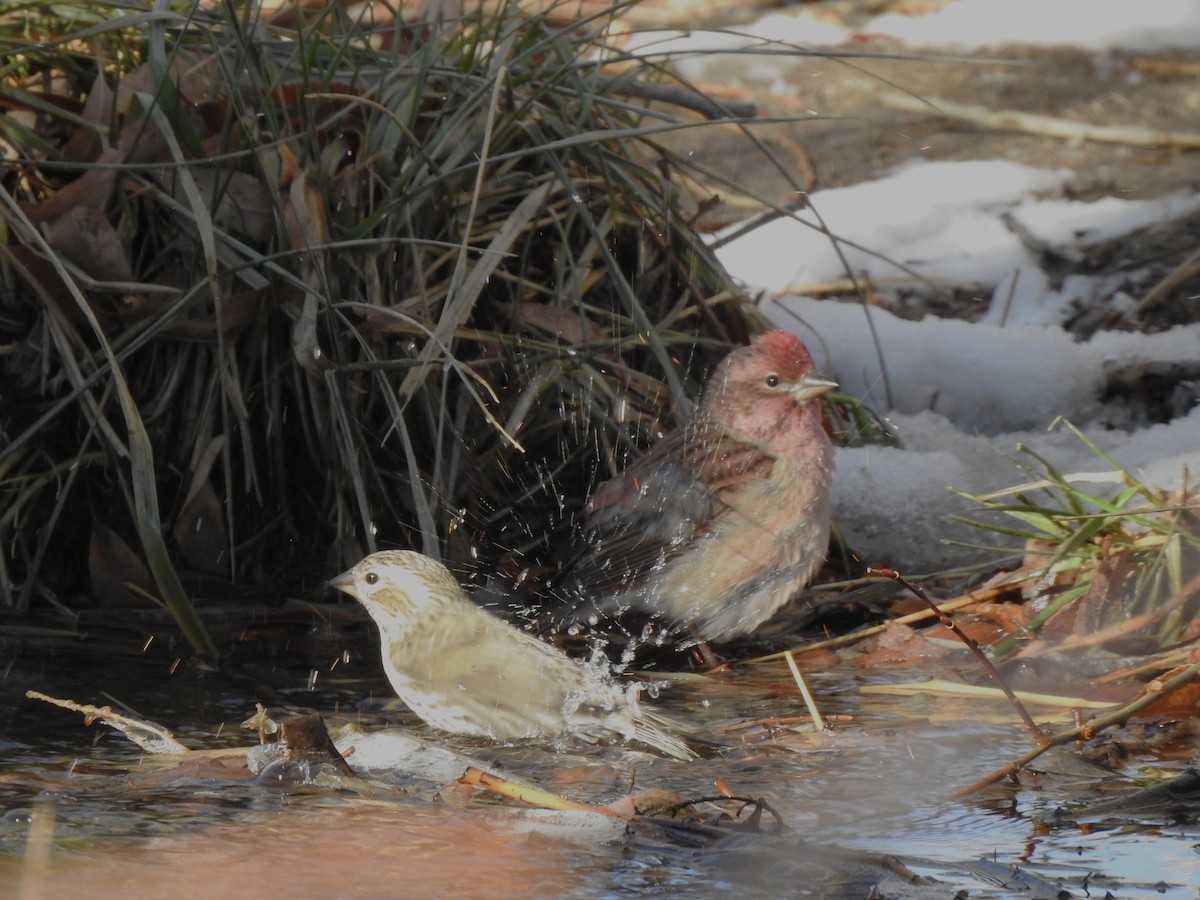 Cassin's Finch - ML612134970