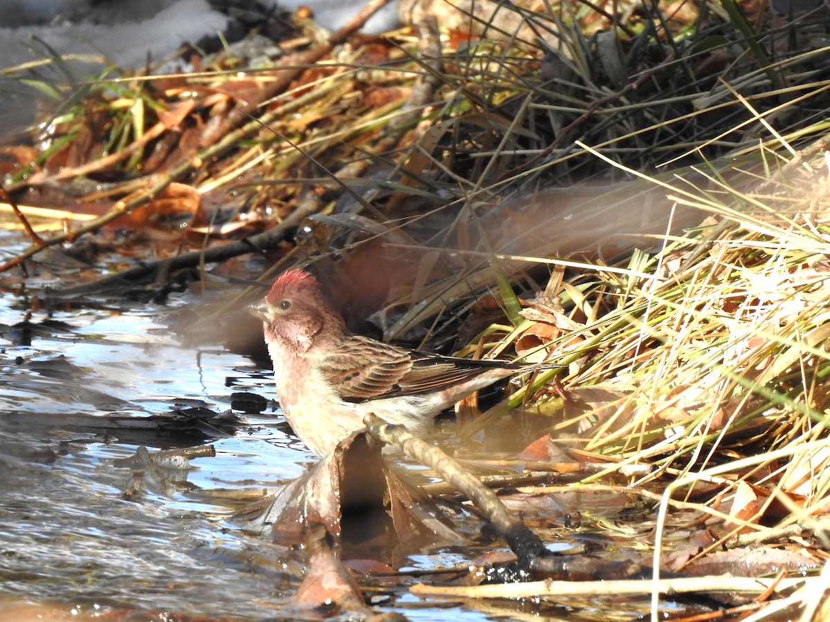 Cassin's Finch - ML612134978