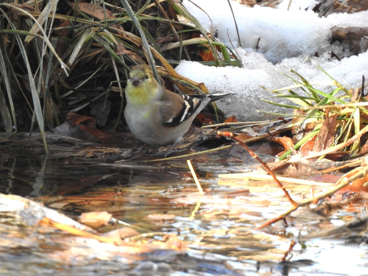 American Goldfinch - ML612134992