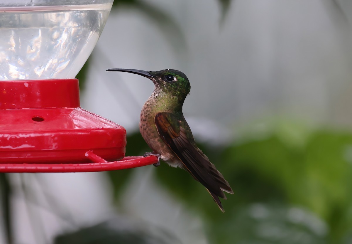 Fawn-breasted Brilliant - ML612135008