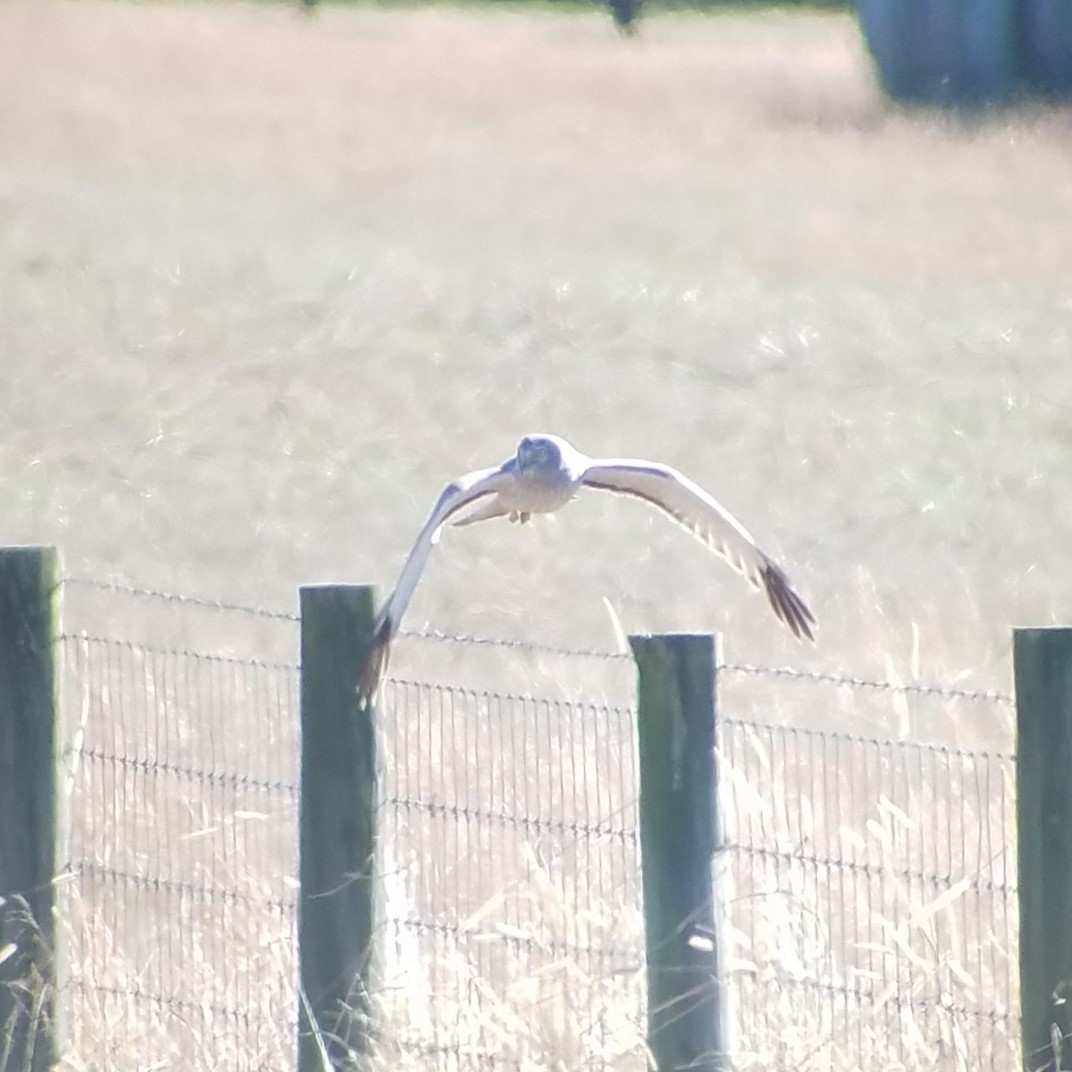 Northern Harrier - ML612135027