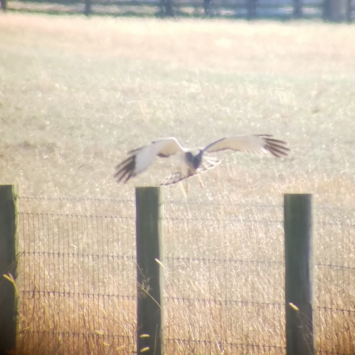 Northern Harrier - ML612135028