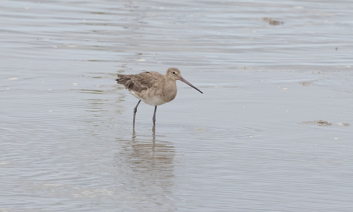 Black-tailed Godwit (melanuroides) - ML612135042