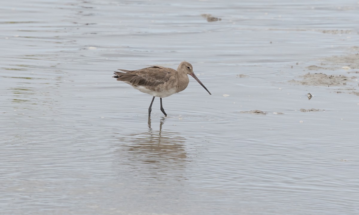 Black-tailed Godwit (melanuroides) - ML612135049