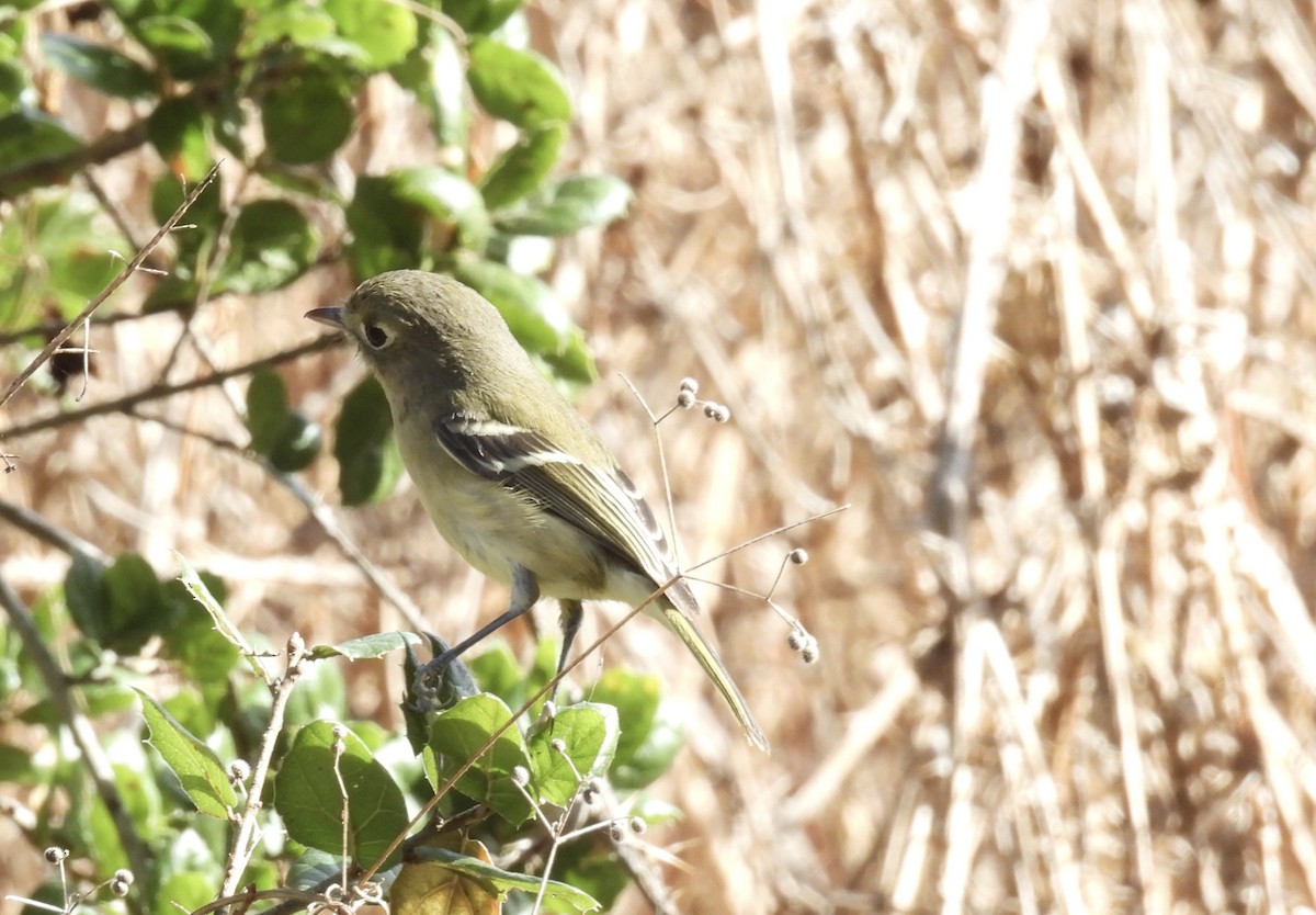 Hutton's Vireo - ML612135104