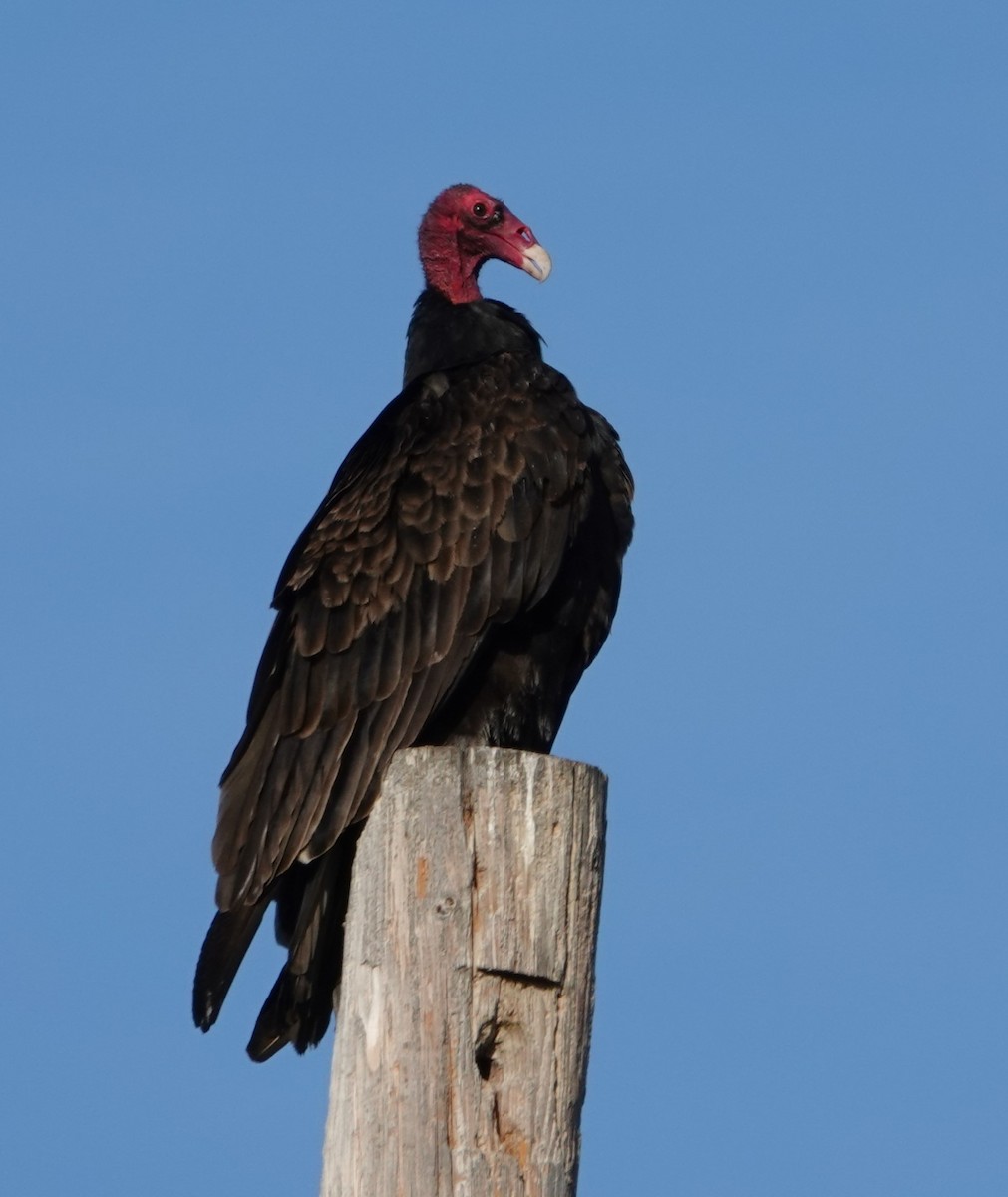 Turkey Vulture - John Deacon