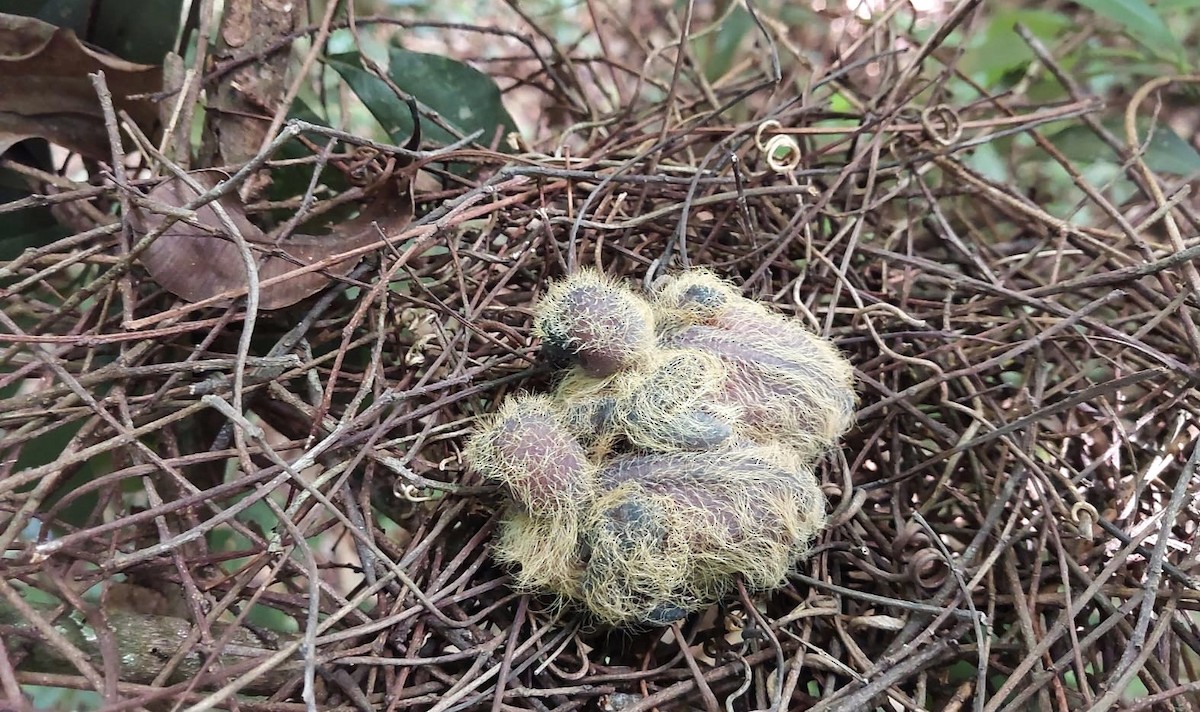 Violaceous Quail-Dove - ML612135117