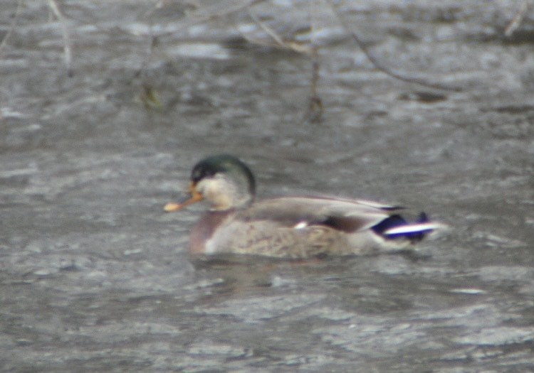 Mallard x American Black Duck (hybrid) - Jack Spagnoli