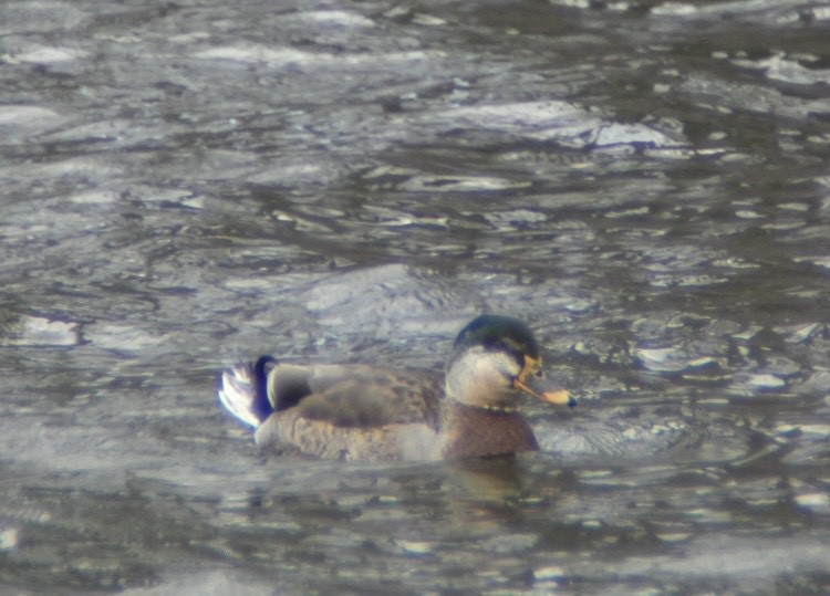 Mallard x American Black Duck (hybrid) - Jack Spagnoli