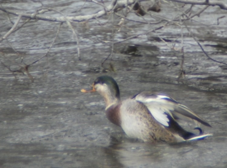 Mallard x American Black Duck (hybrid) - Jack Spagnoli