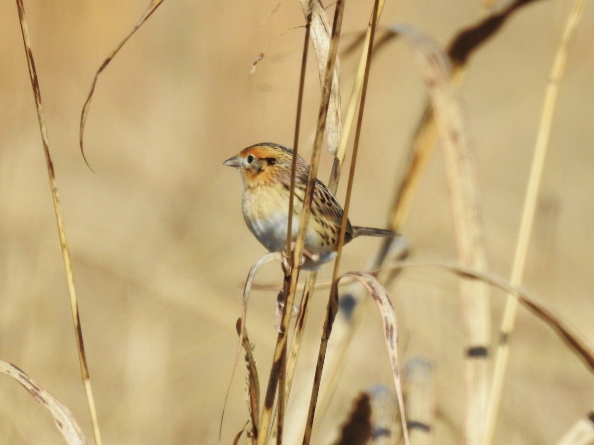 LeConte's Sparrow - ML612135196