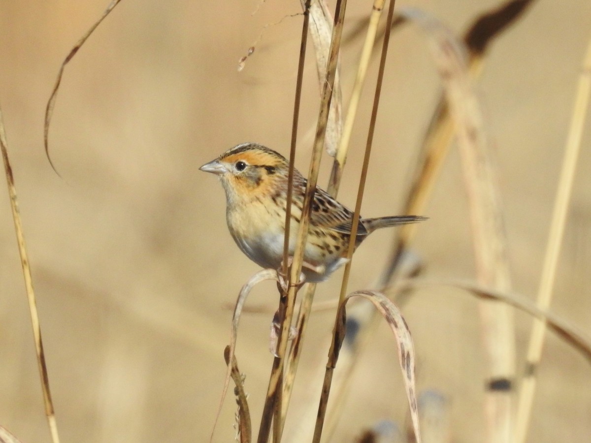 LeConte's Sparrow - ML612135206