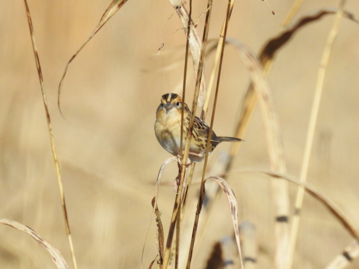 LeConte's Sparrow - ML612135221