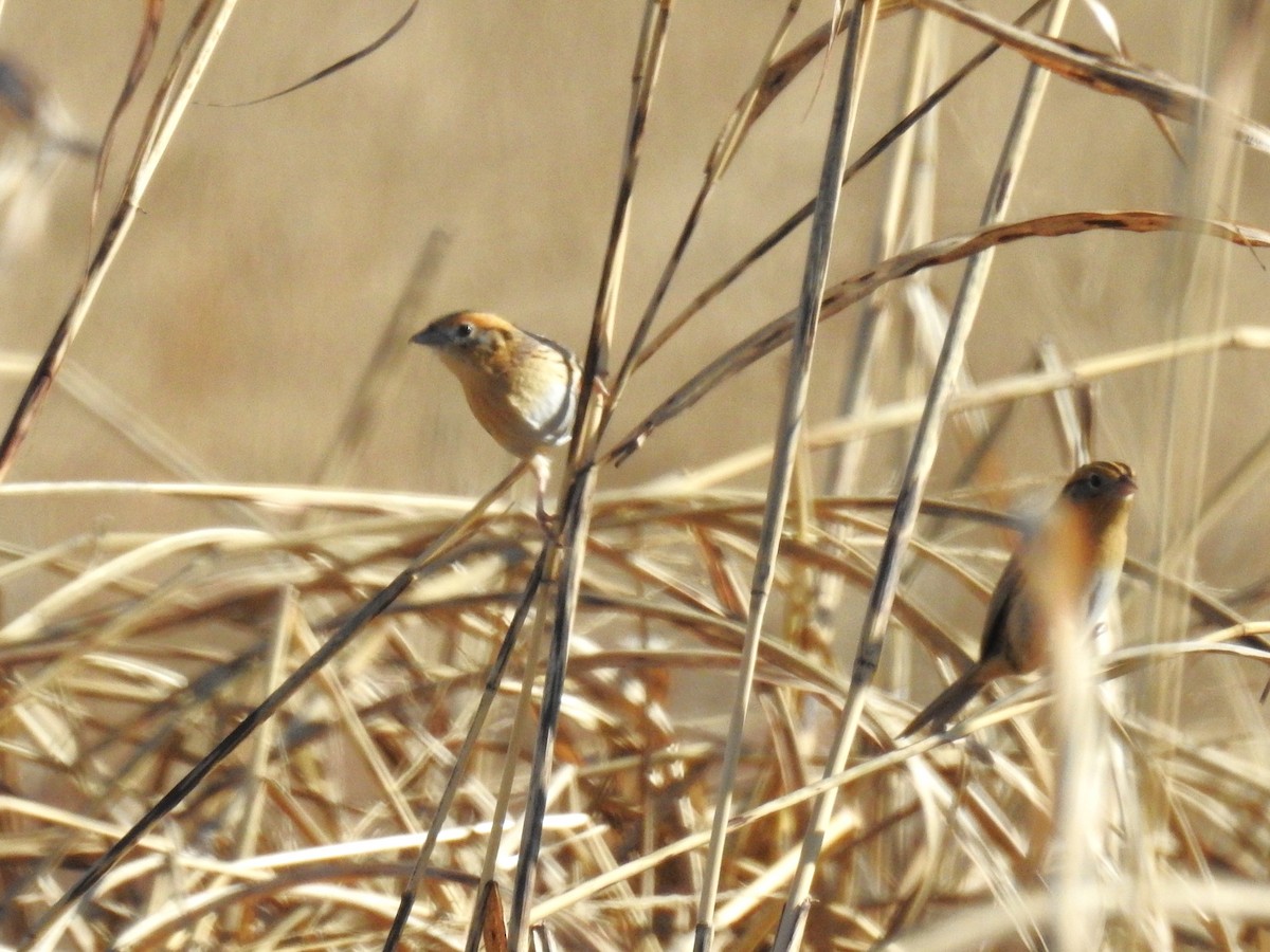 LeConte's Sparrow - ML612135241