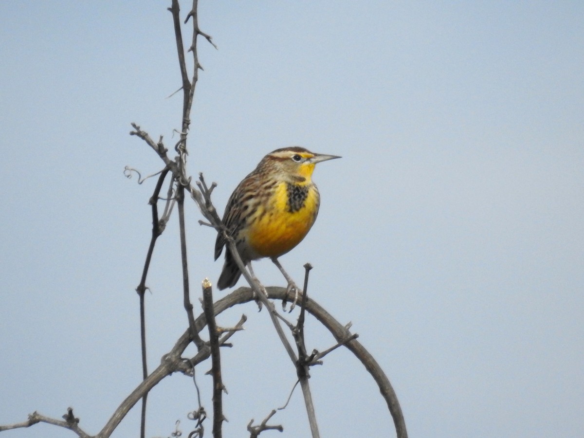 Western Meadowlark - Roger Massey