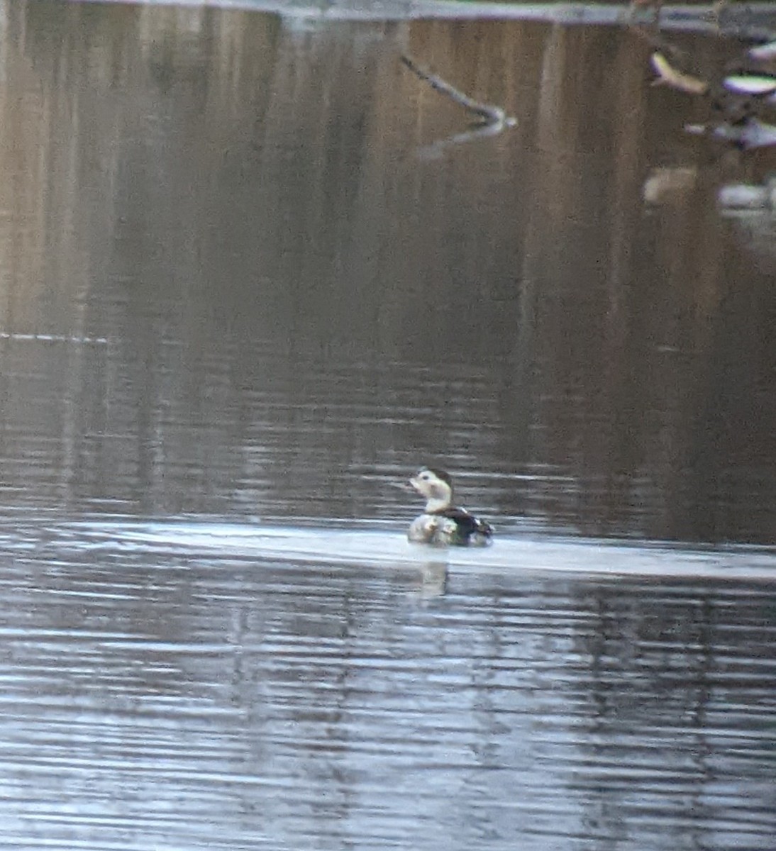 Long-tailed Duck - alex bell