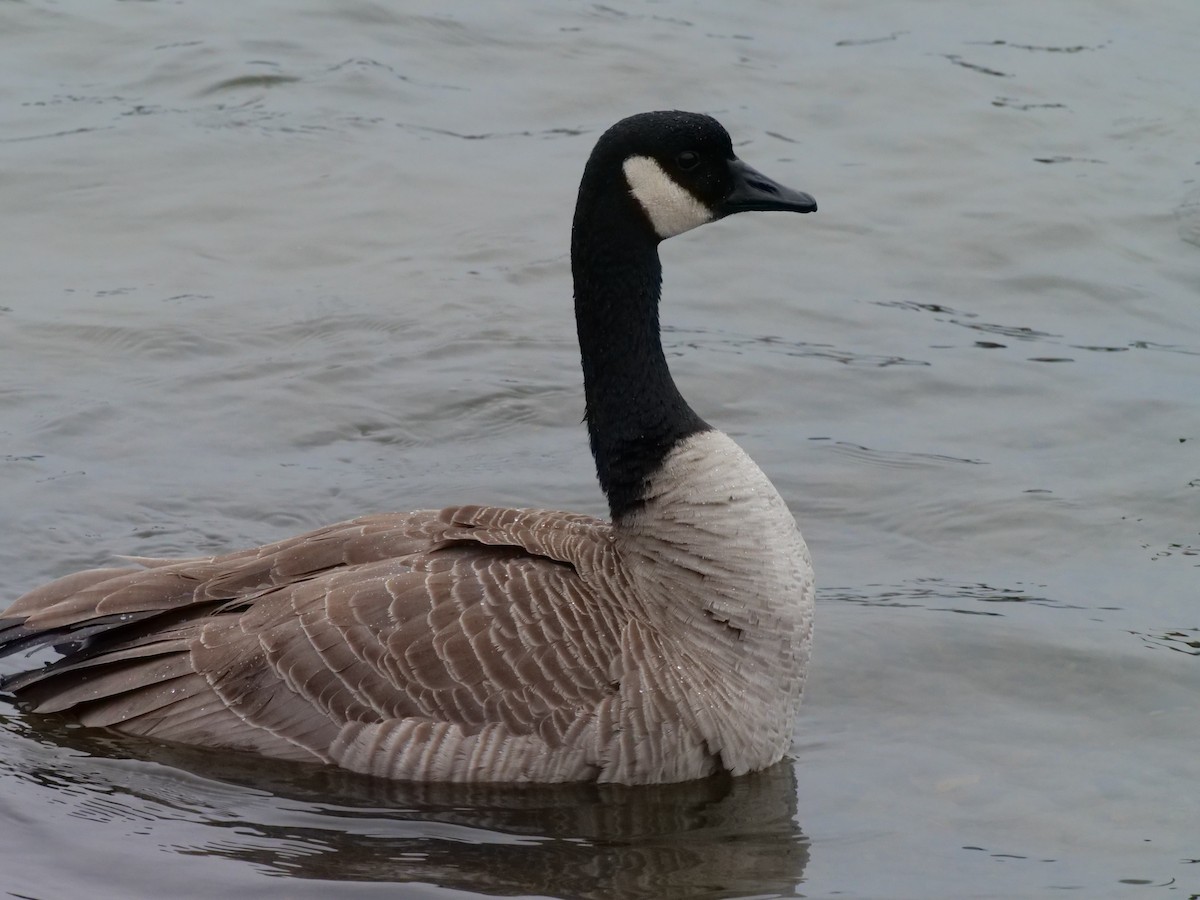 Canada Goose - ML612135596