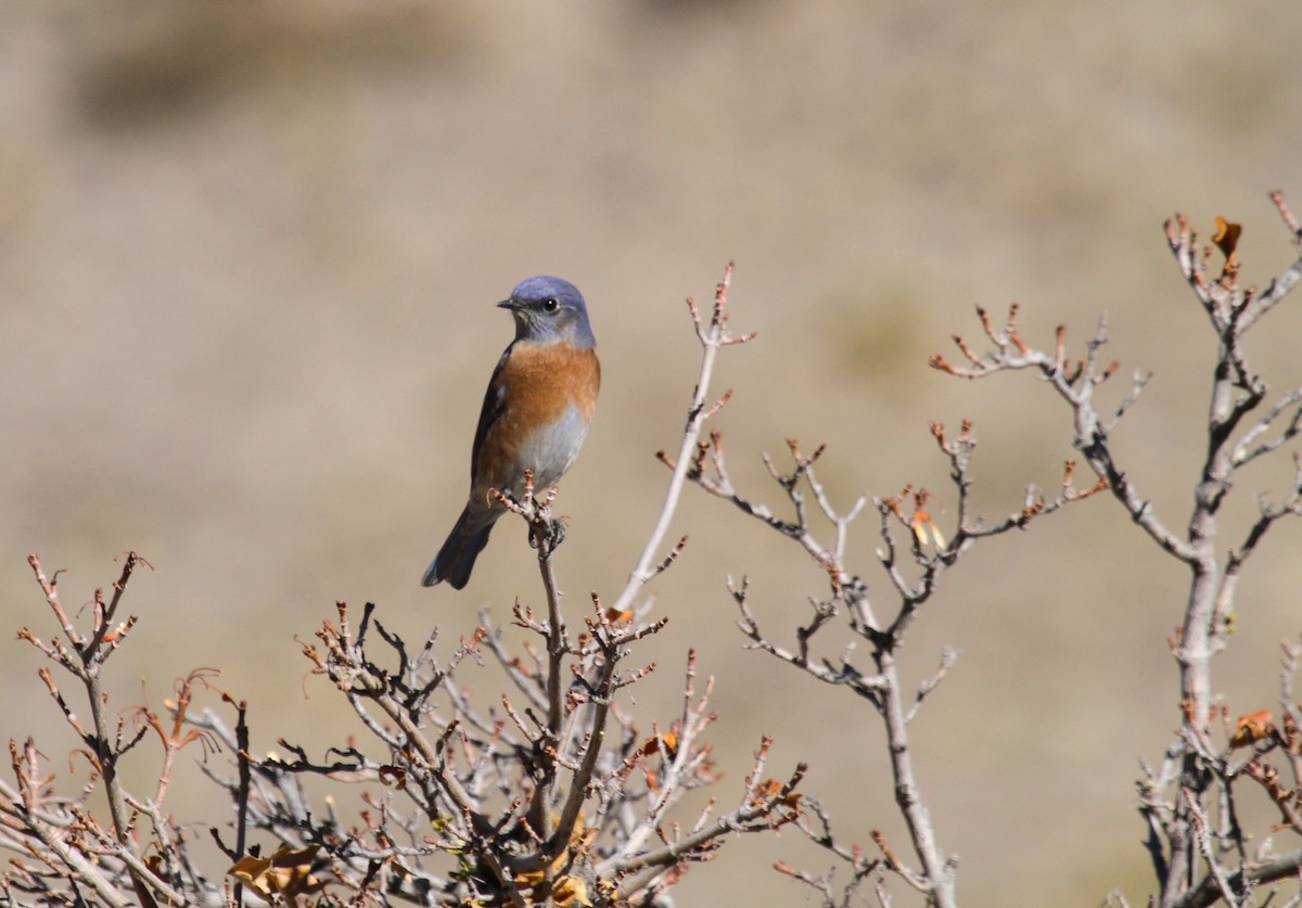 Western Bluebird - ML612135678