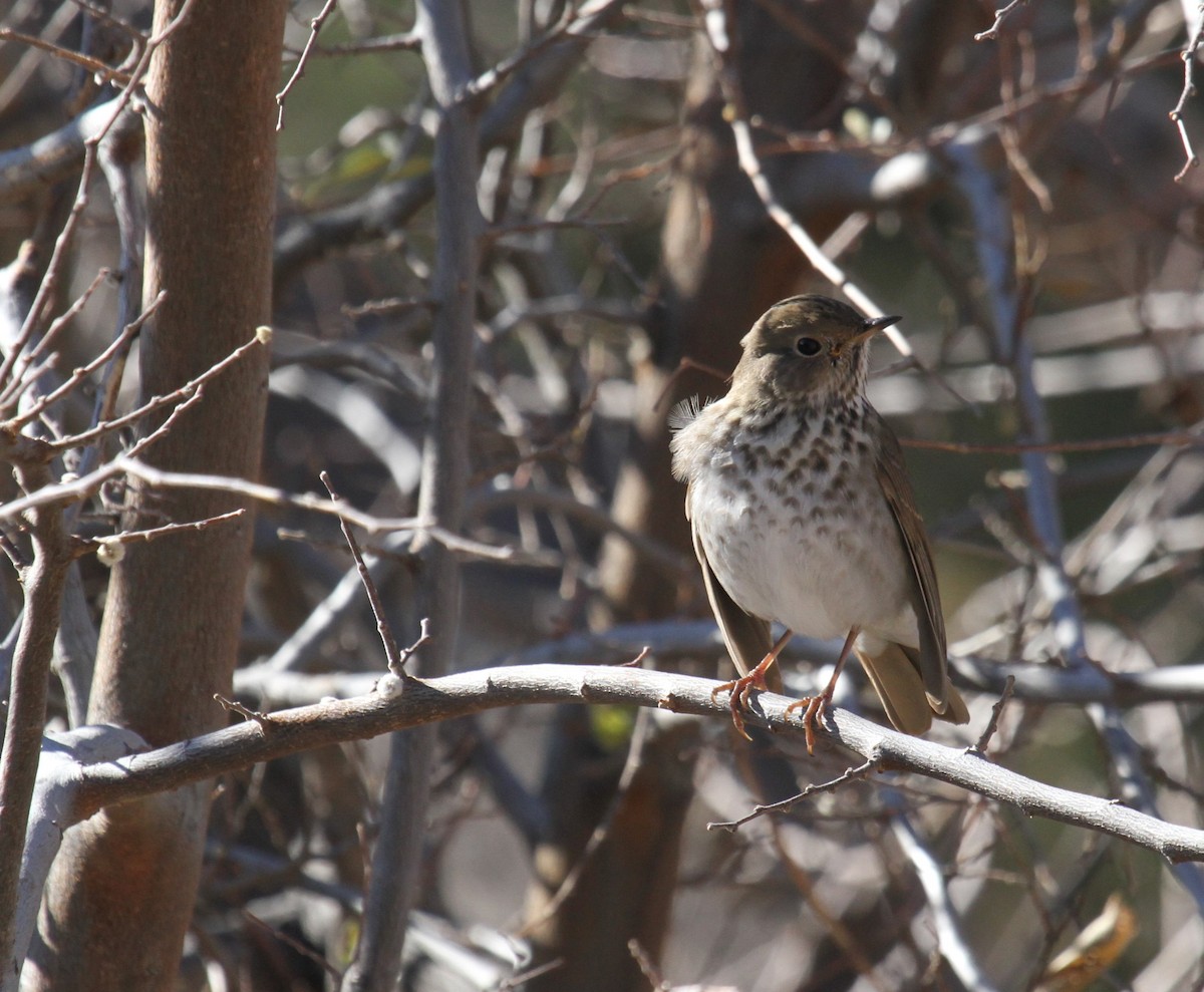 Hermit Thrush - ML612135685