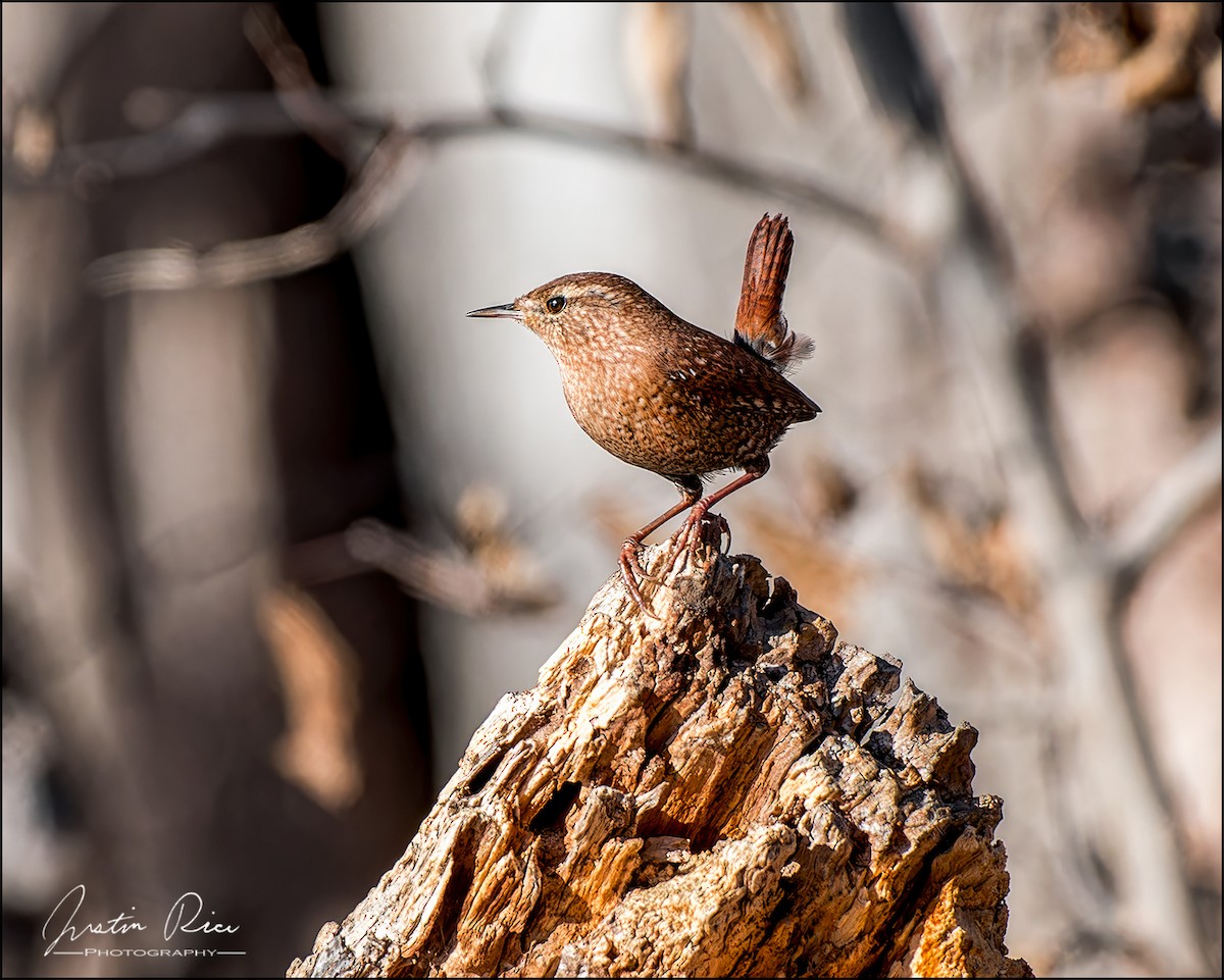 Winter Wren - ML612135713