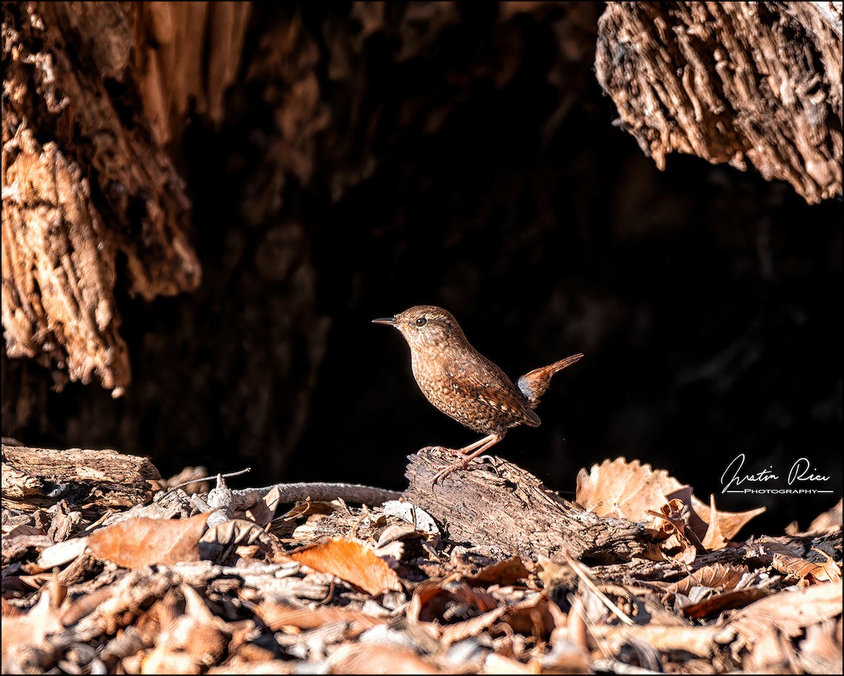 Winter Wren - ML612135722