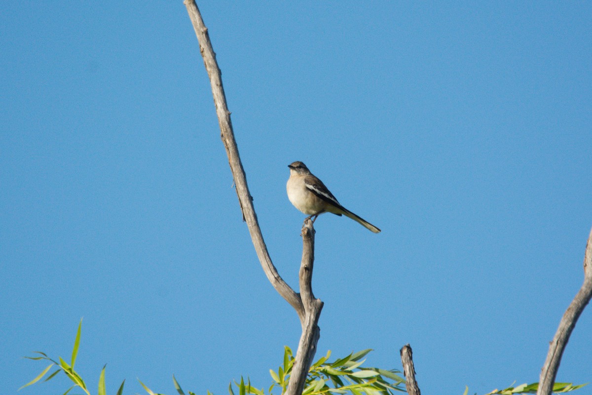White-banded Mockingbird - ML612135749