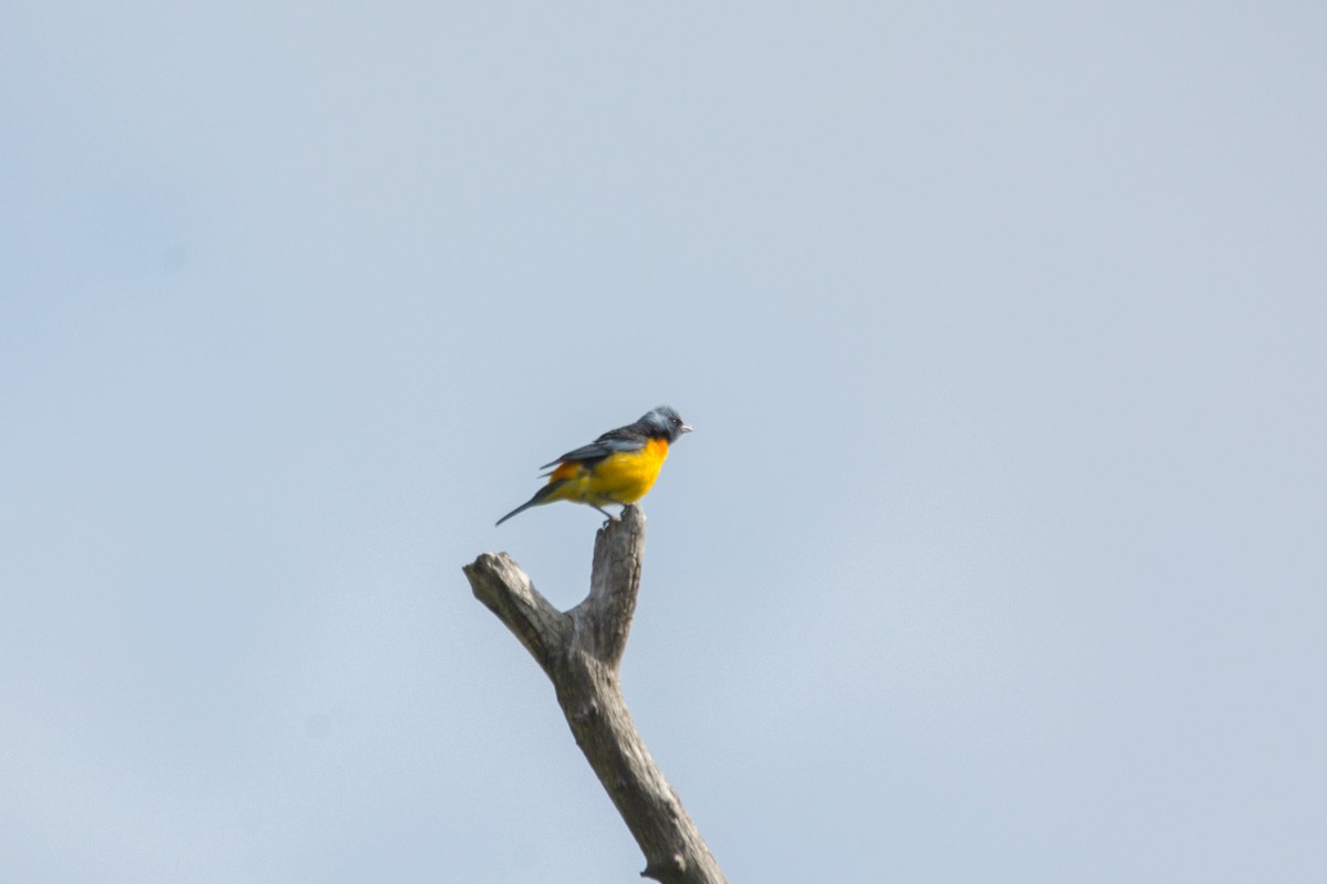 Blue-and-yellow Tanager - ML612135819