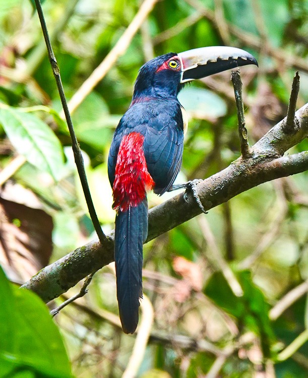 Collared Aracari - Arden Anderson