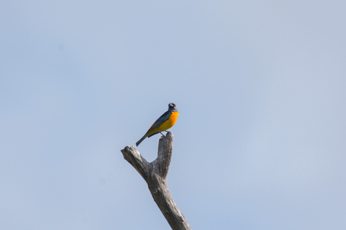 Blue-and-yellow Tanager - ML612135869