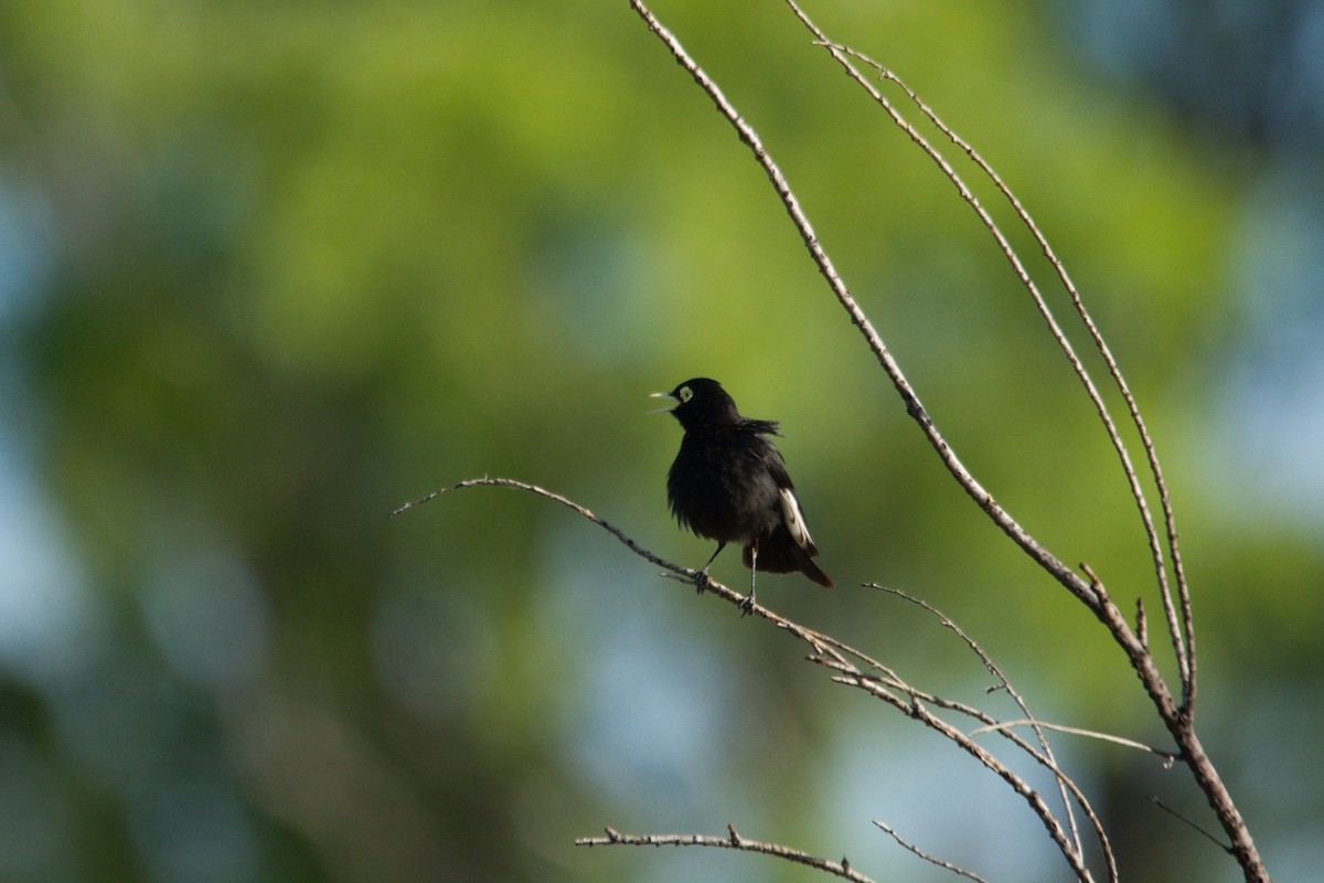 Spectacled Tyrant - ML612135913