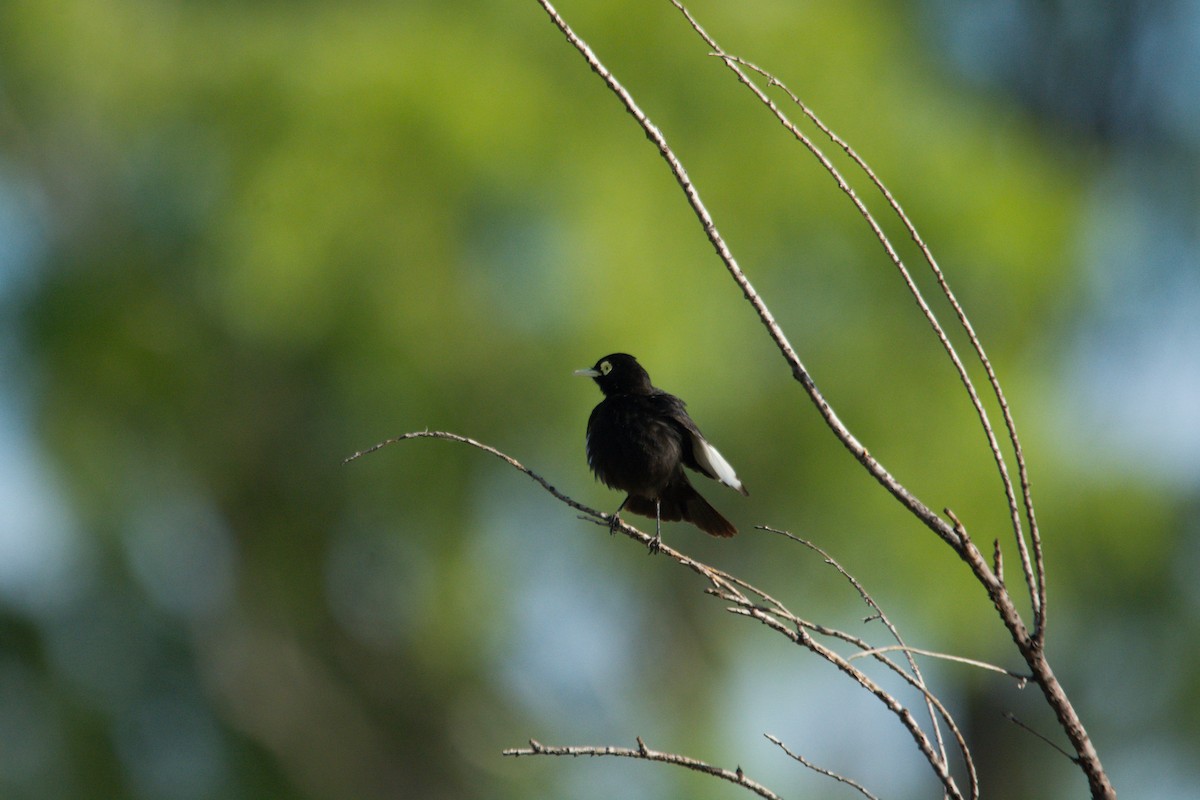 Spectacled Tyrant - ML612135917