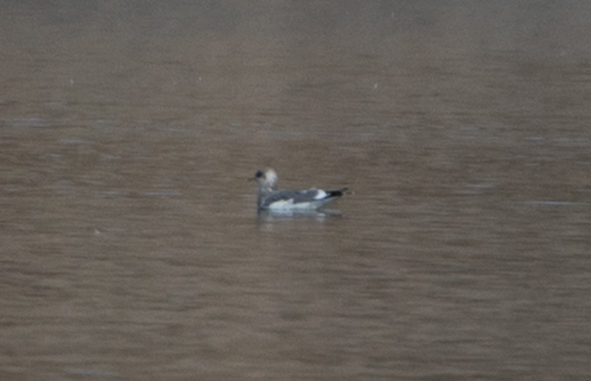 Short-billed Gull - ML612135936