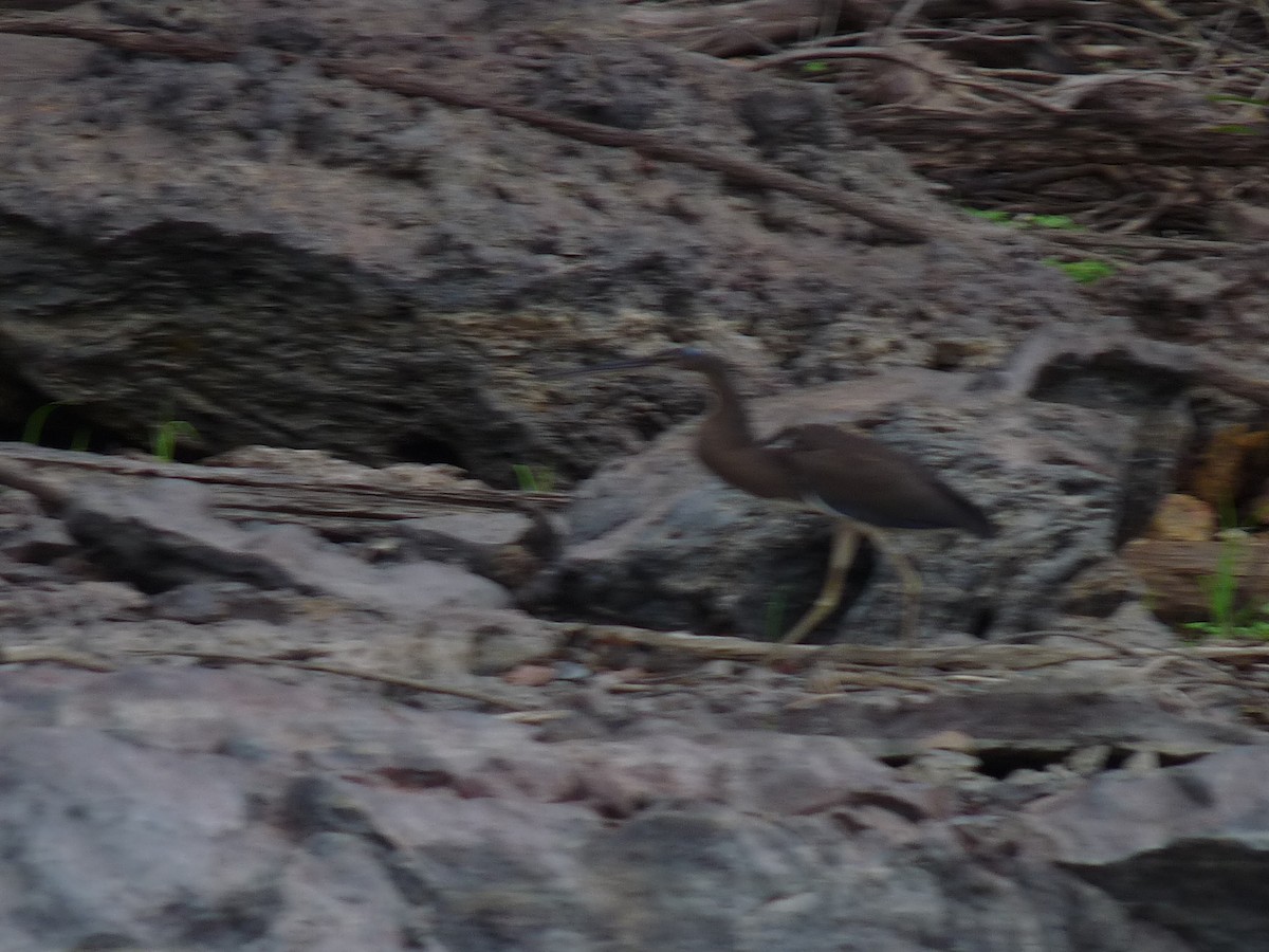 Agami Heron - marc  breuninger