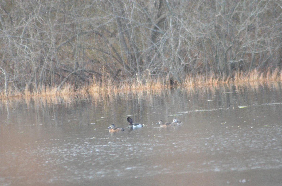 Ring-necked Duck - ML612135983