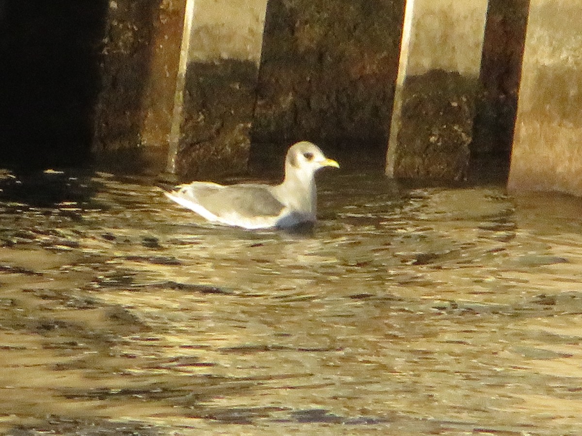 Black-legged Kittiwake - ML612136016