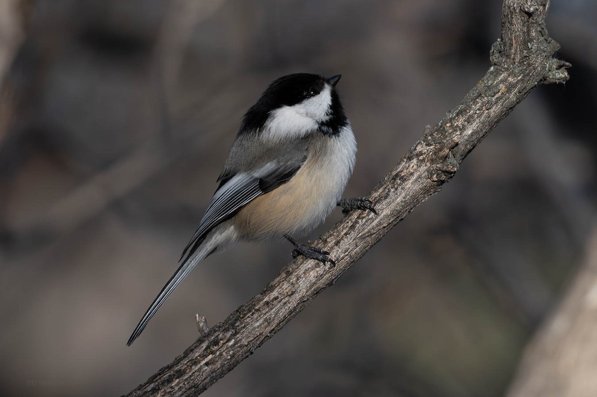 Black-capped Chickadee - ML612136032