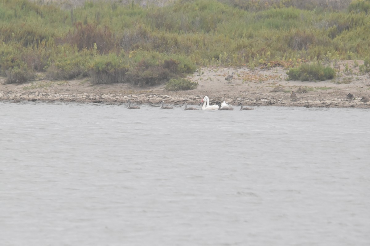 Coscoroba Swan - ML612136101