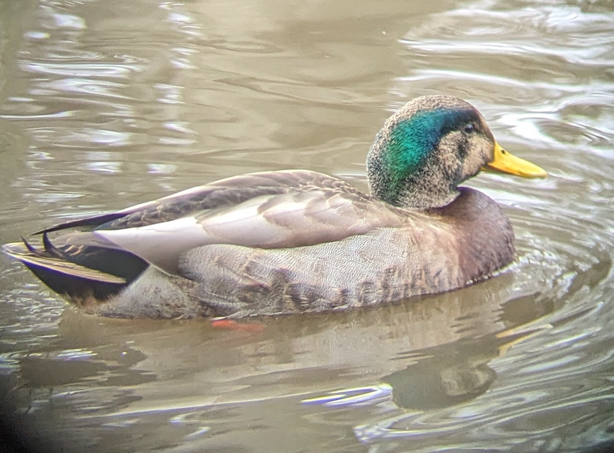 Mallard x American Black Duck (hybrid) - ML612136317